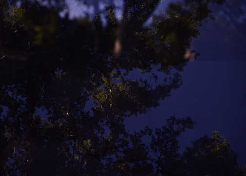 utah night trees 3.jpg