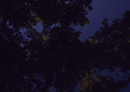 utah night trees 2.jpg