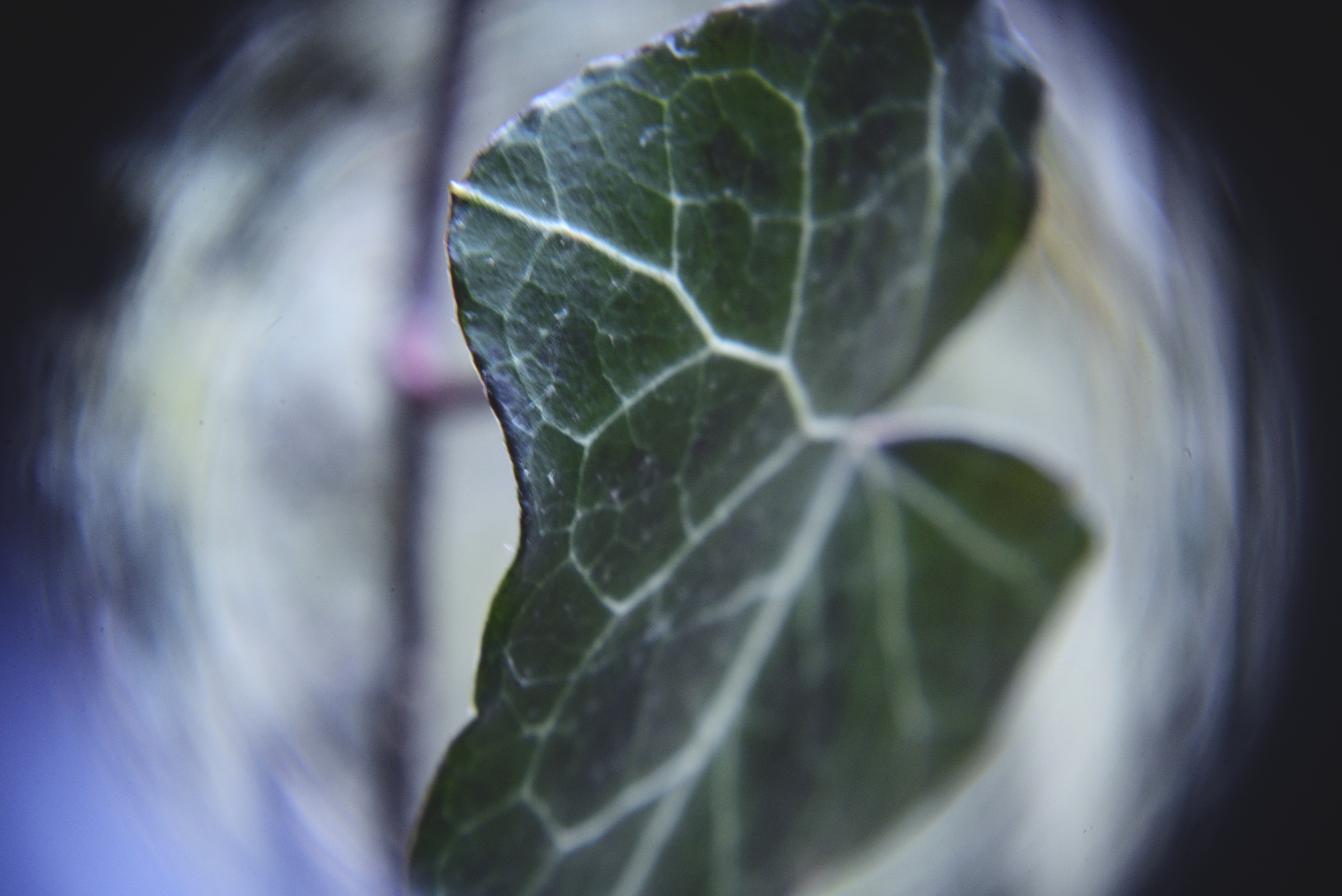 glen echo ivy holga lens2.jpg