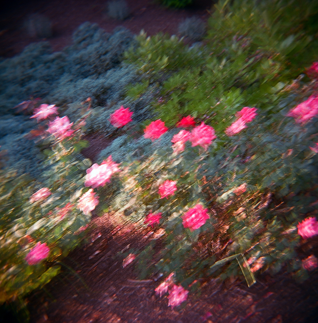 holga rose blur.jpg
