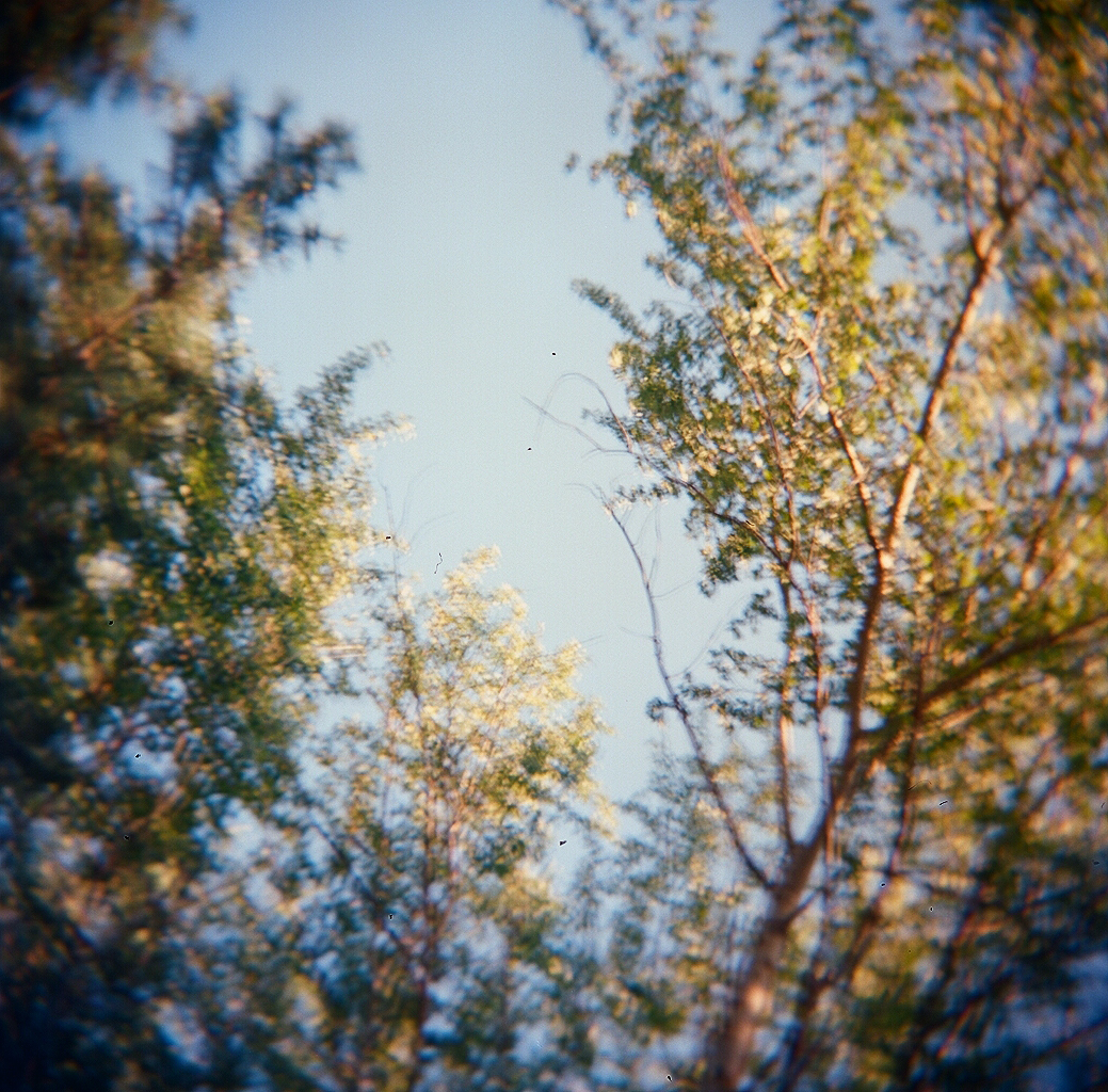 holga tree blur.jpg