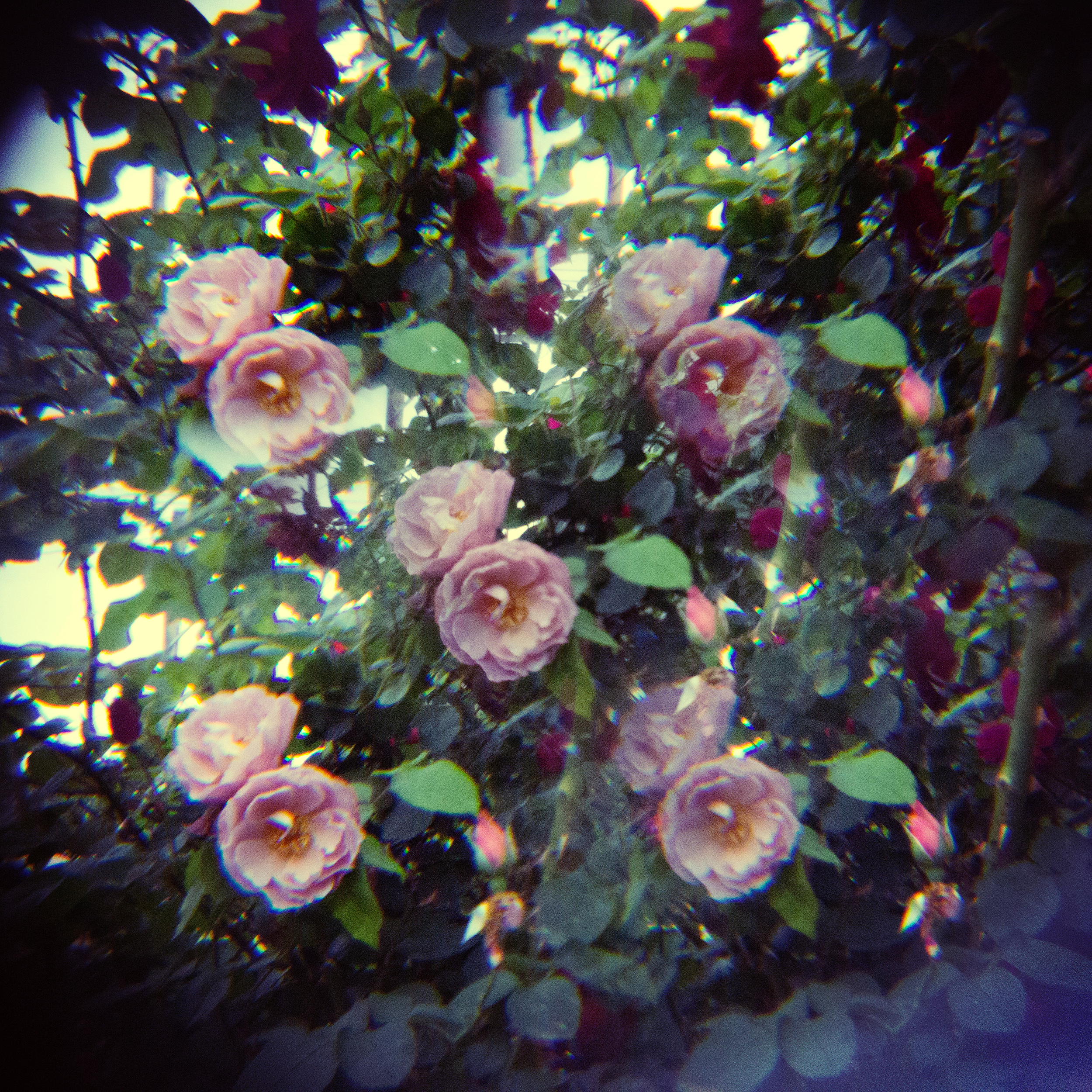 holga lens flowers (19 of 30).jpg