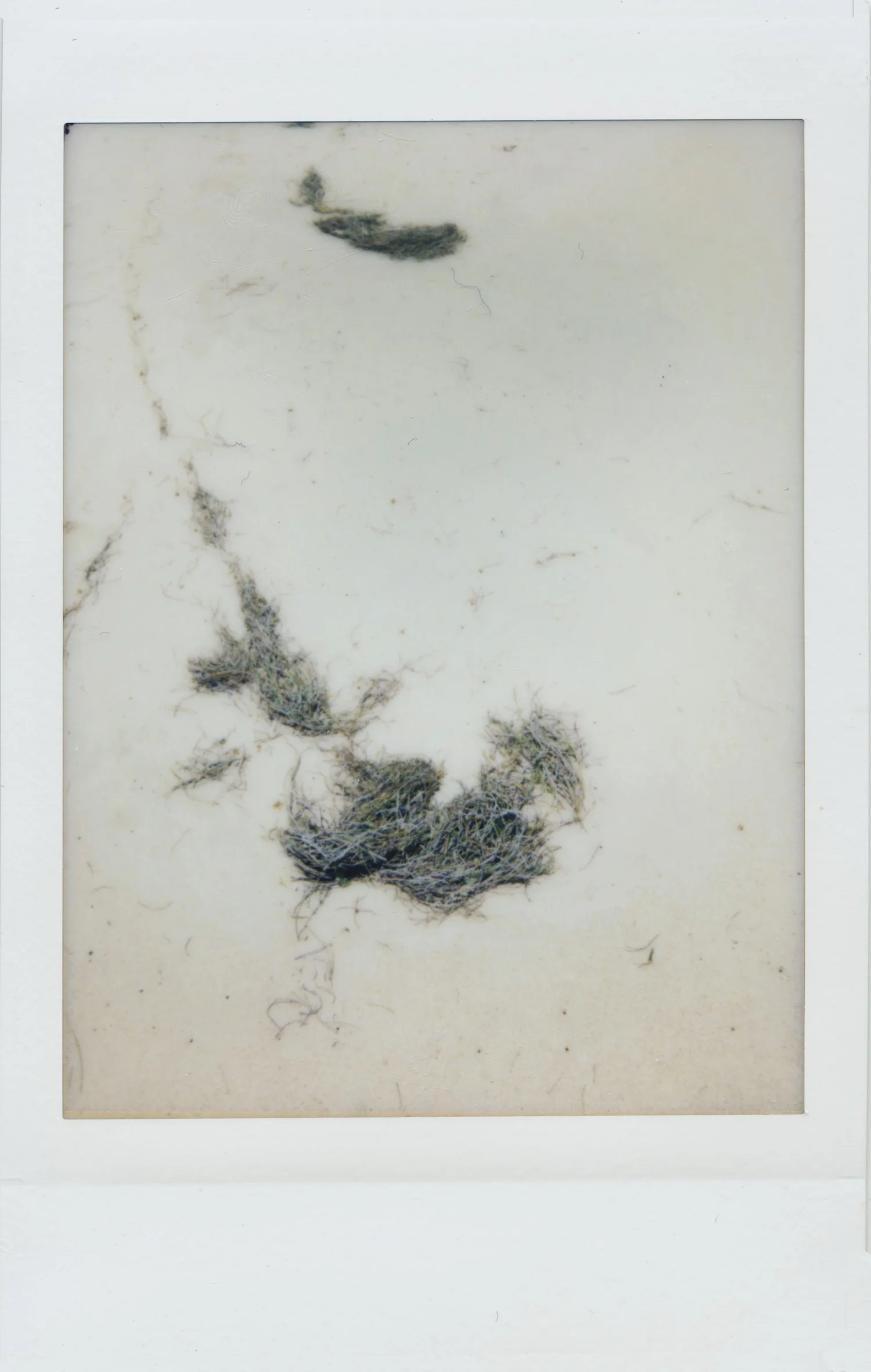 mini+instax+seaweed.jpg