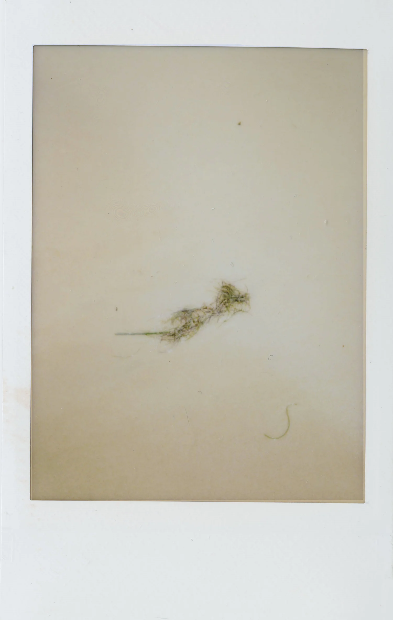mini+instax+seaweed2.jpg