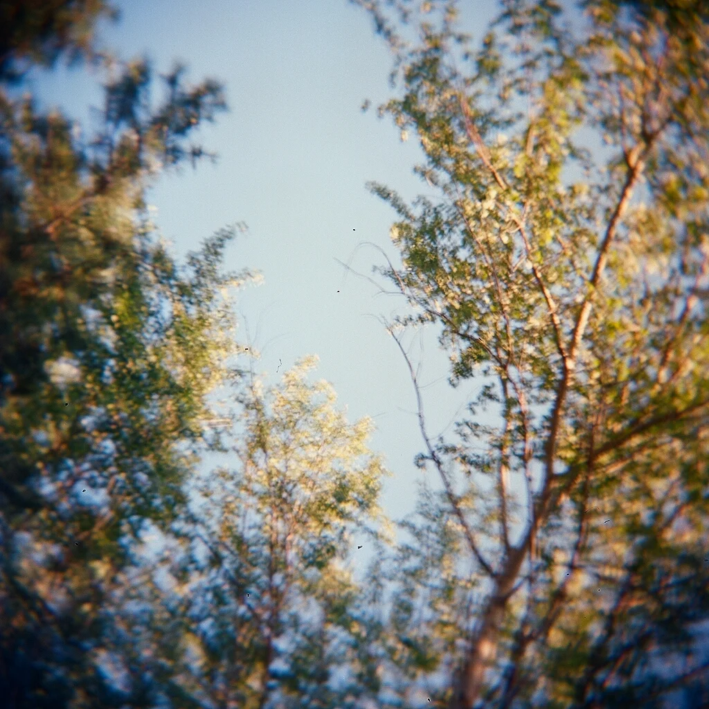 holga+tree+blur.jpg