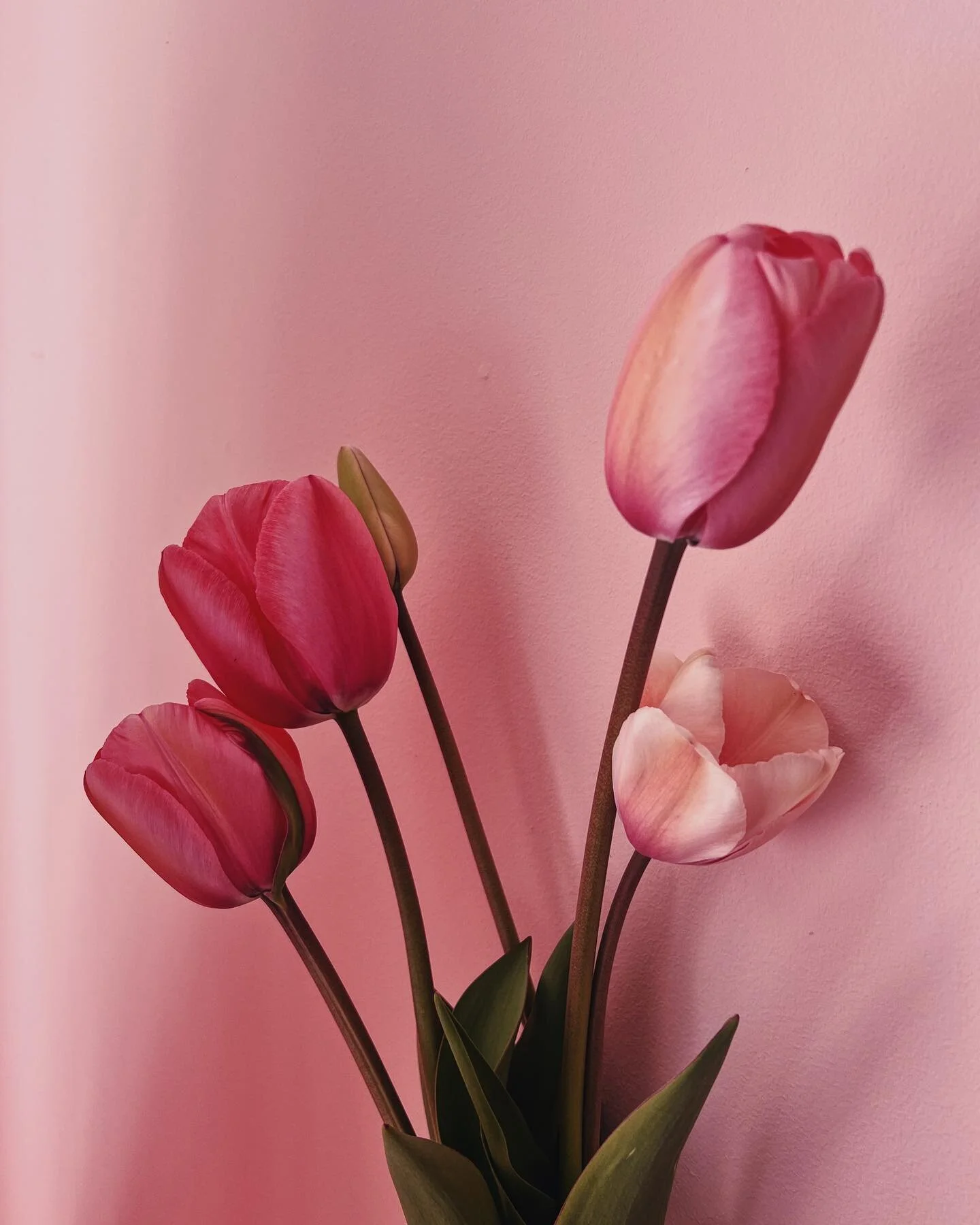 👋 sk&oslash;nne tulipans&aelig;son ! Du var seri&oslash;st p&aelig;n i &aring;r 😍🌷😘💕