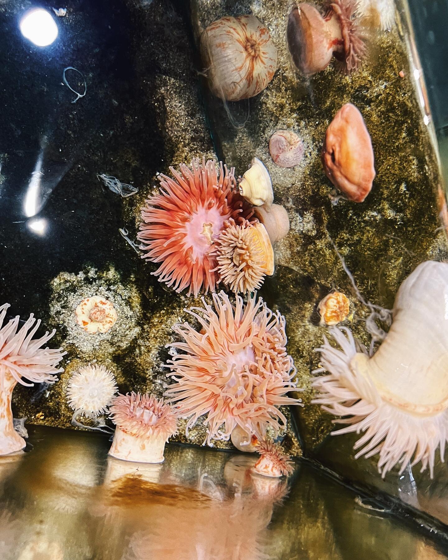 @roksrestaurant vinder prisen for det l&aelig;kreste og mest sp&aelig;ndende mad samt den s&oslash;deste betjening, som endte med at lave udstilling bag baren med pigernes tegninger (k&oslash;bt for en sk&aring;l clickmix 🤪). K&aelig;mpe anbefaling 