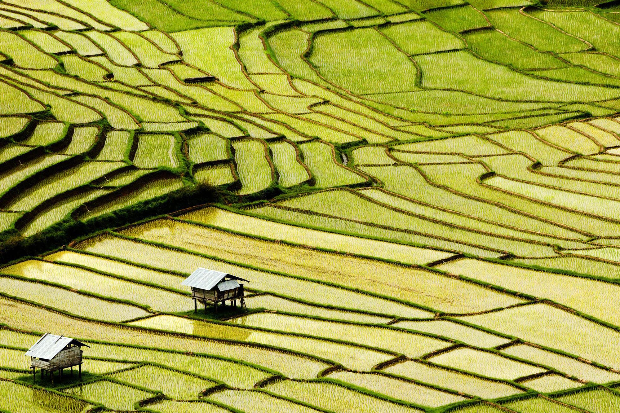  Ricefields in Bon Mai village, Thailand 