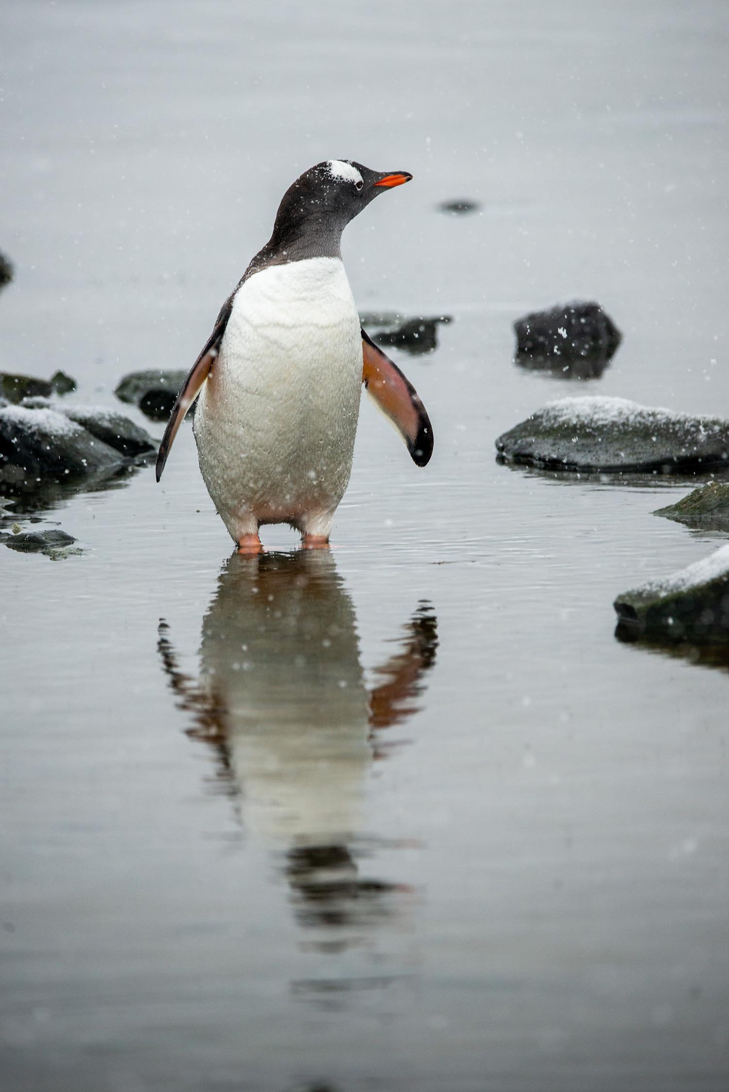  Adéle penguin, Damoy Point, Antarctica 