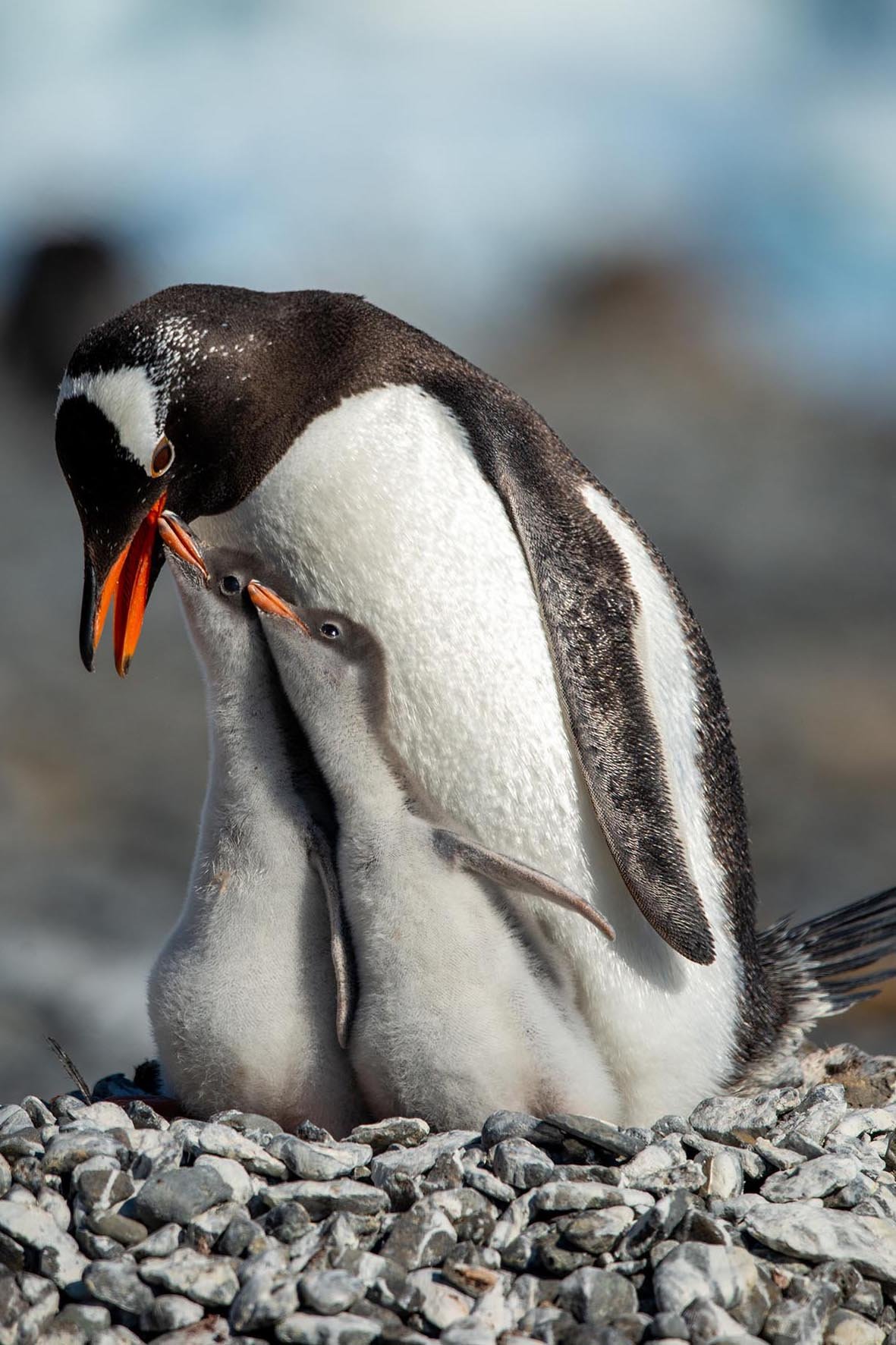  Gentoo penguins, Brown Bluff, Antarctica 