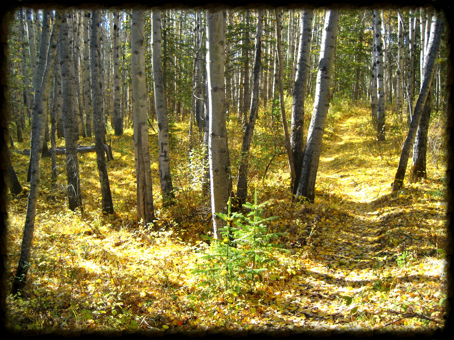 Halloween Trail