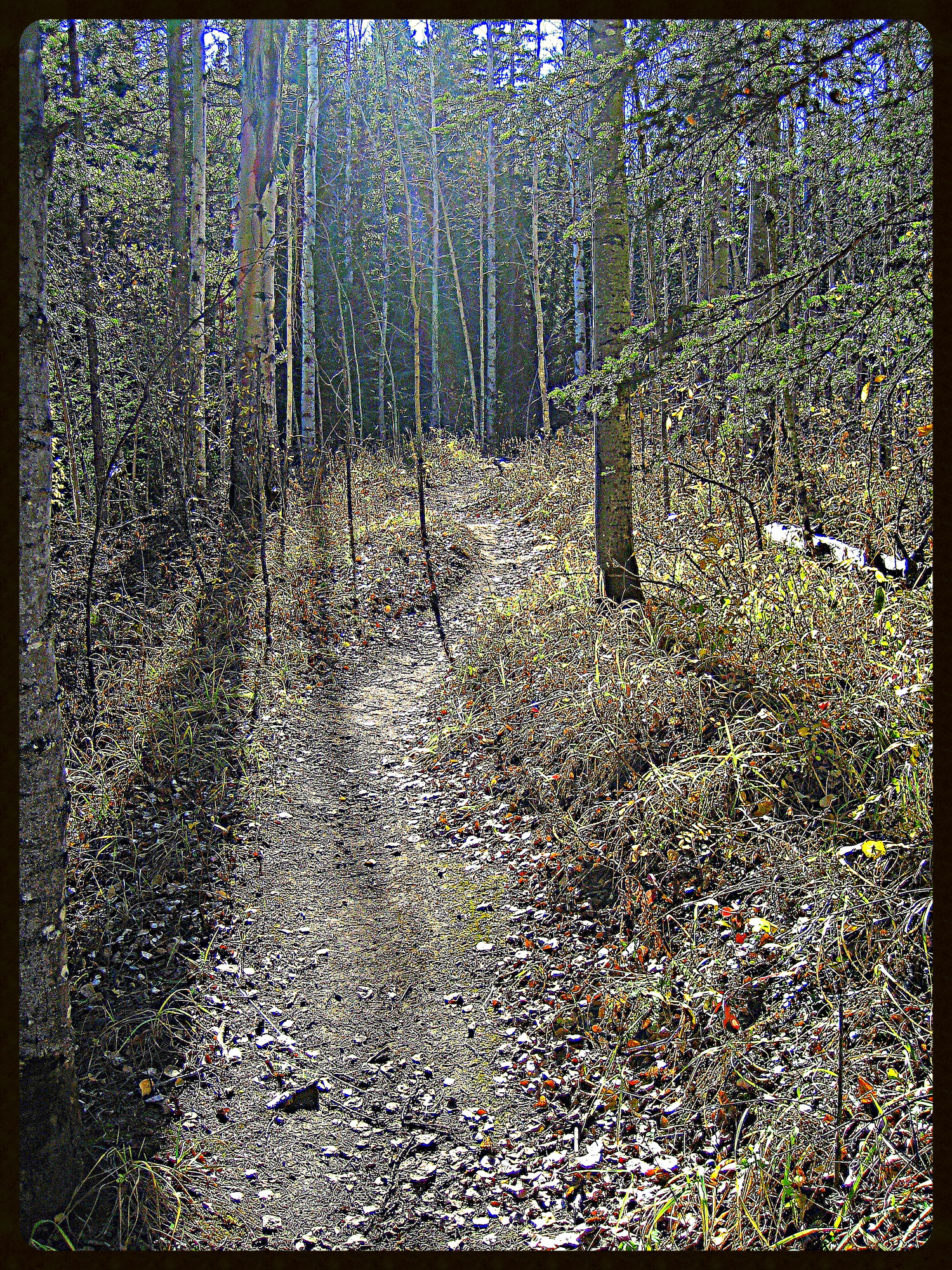 Happy Creek Trail