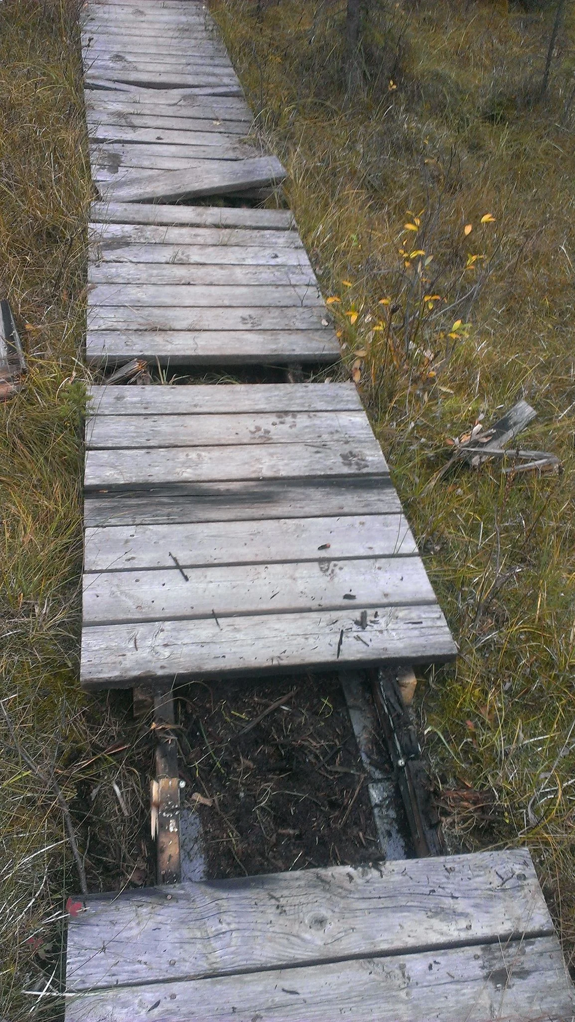 Bridges and boardwalks on Happy Creek Trail are in disrepair. Photo by Sarah Burns. 