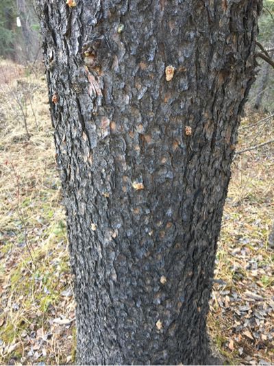 Infested tree