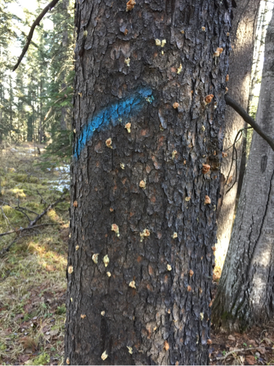 Popcorn-like pitch tubes created by the beetles.