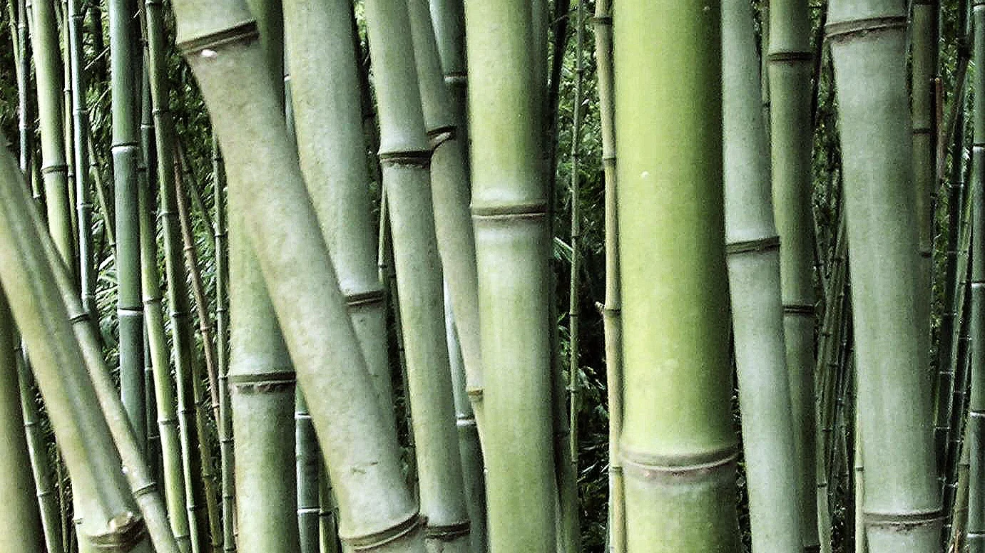 bamboo-1372159.jpg