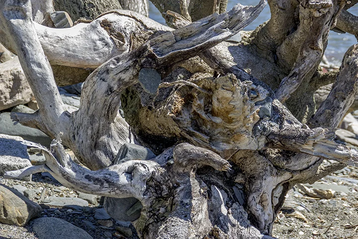 Driftwood.jpg