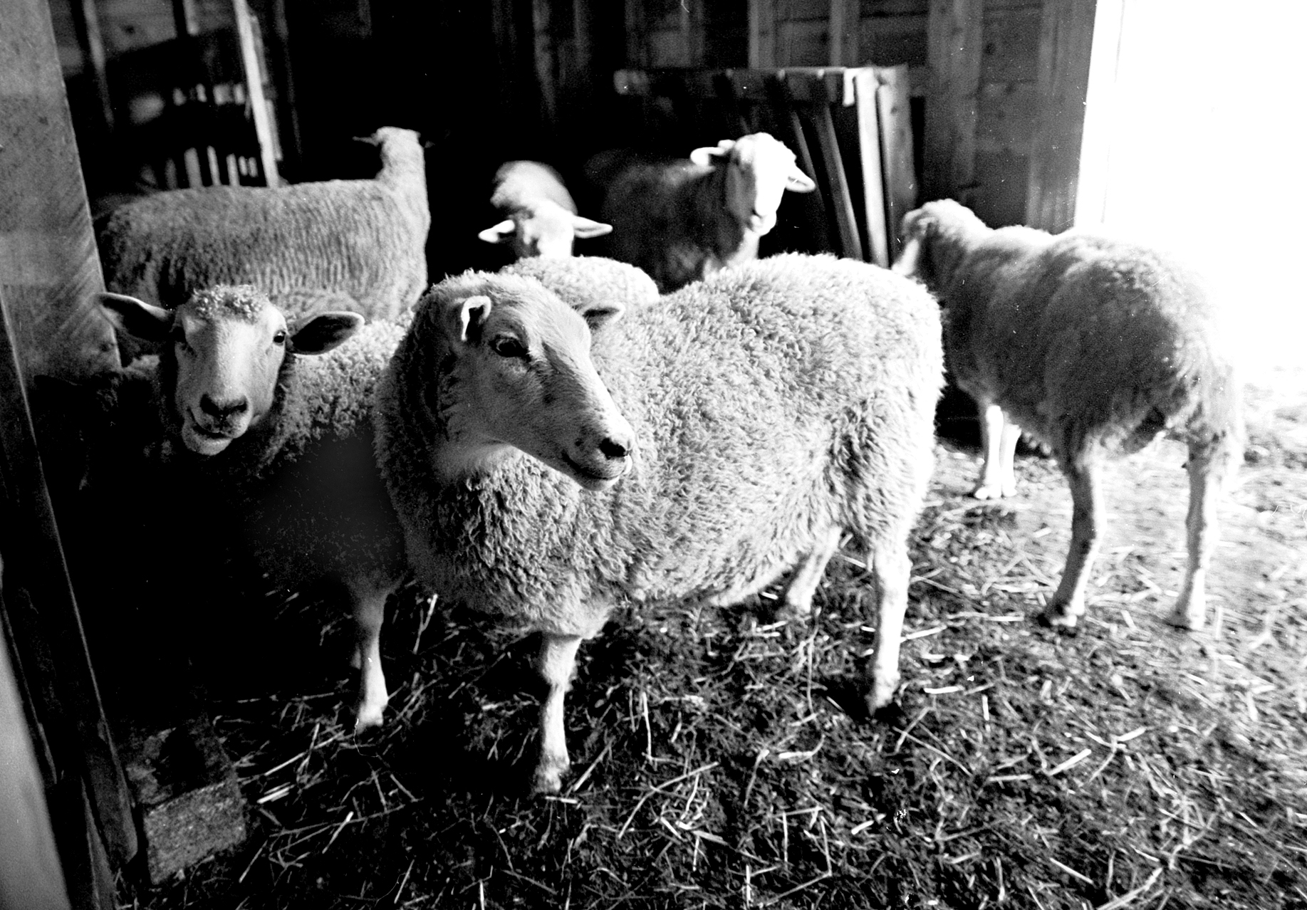 Sheep-barncrp3.jpg