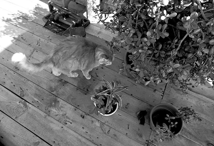 louie03.jpg