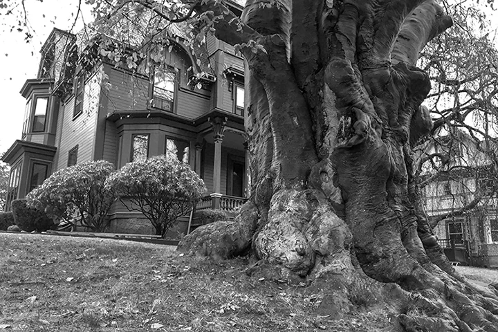 Jamaica PlainTree.house bw.jpg