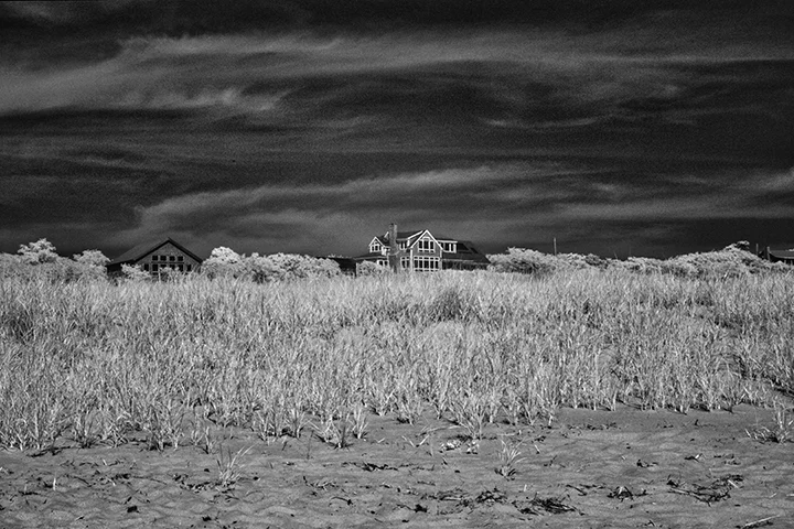 Truro.beach grass.jpg