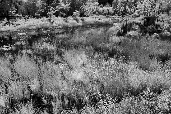 Marsh, Cambridge, MA.jpg