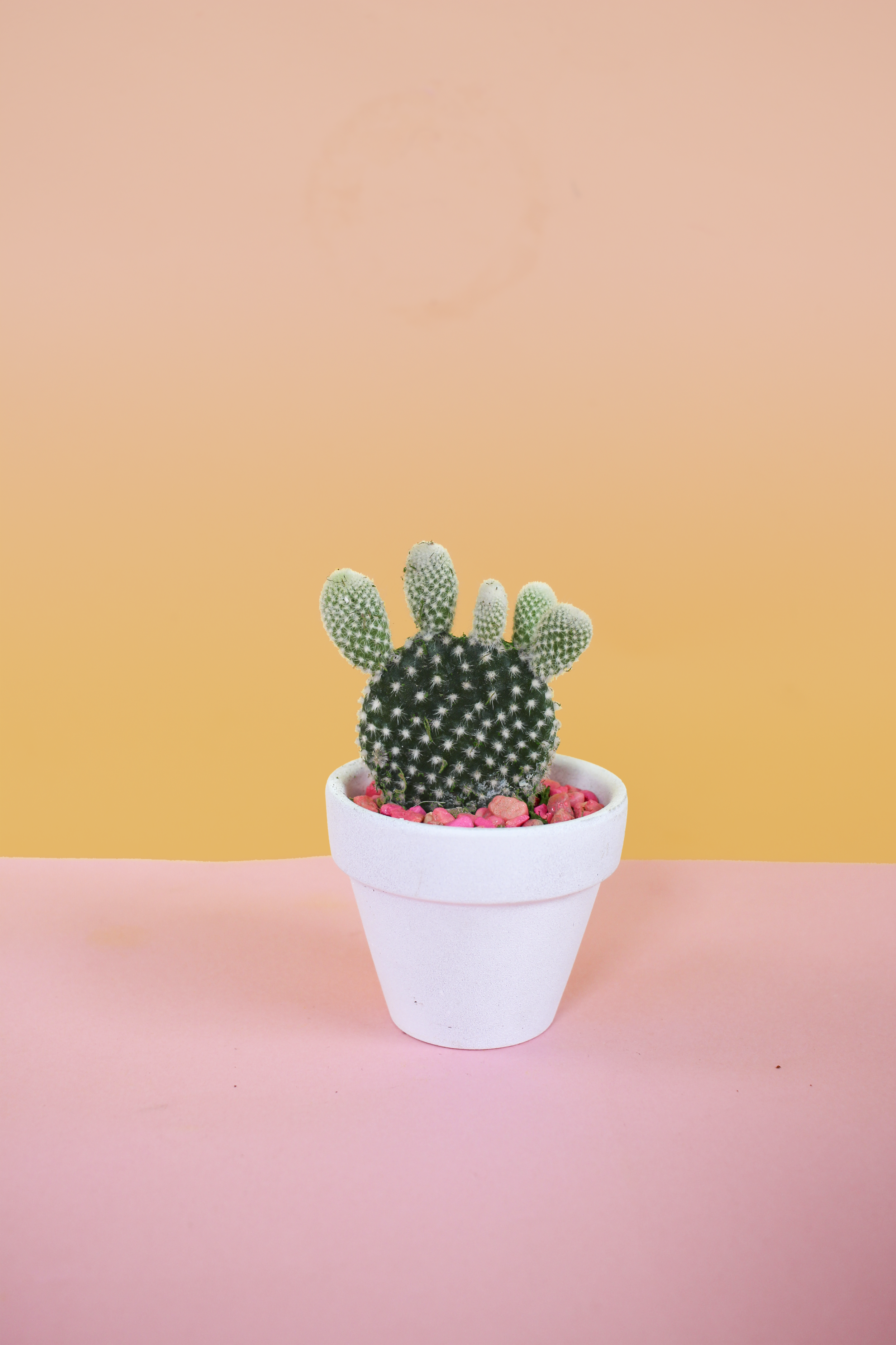 Baby_Cactus_01_FOR PRINT.png