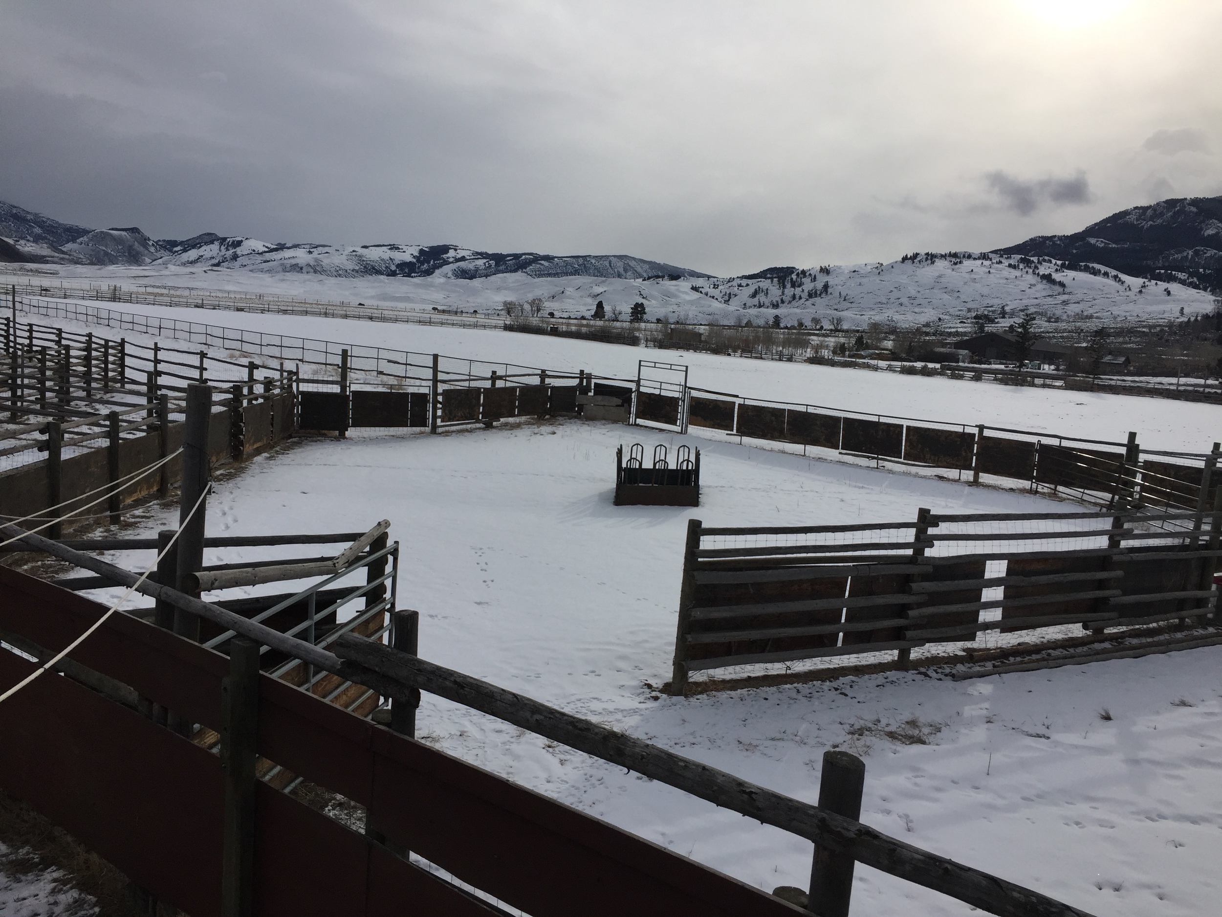 The first step in the ship-to-slaughter process is to herd Yellowstone's wild bison into these large corrals at the Stephens Creek facility.