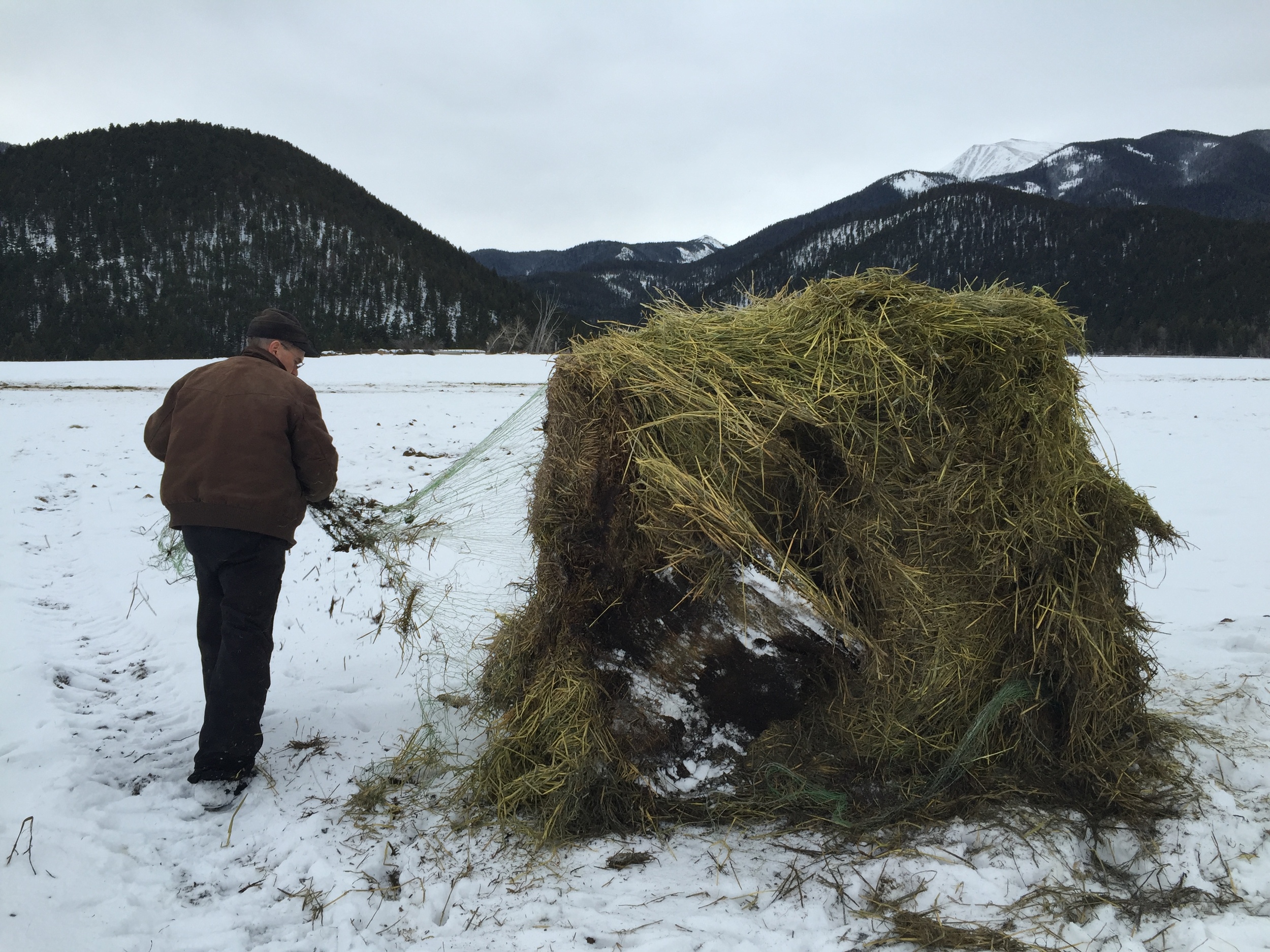 Alan Redfield, rancher, Paradise Valley