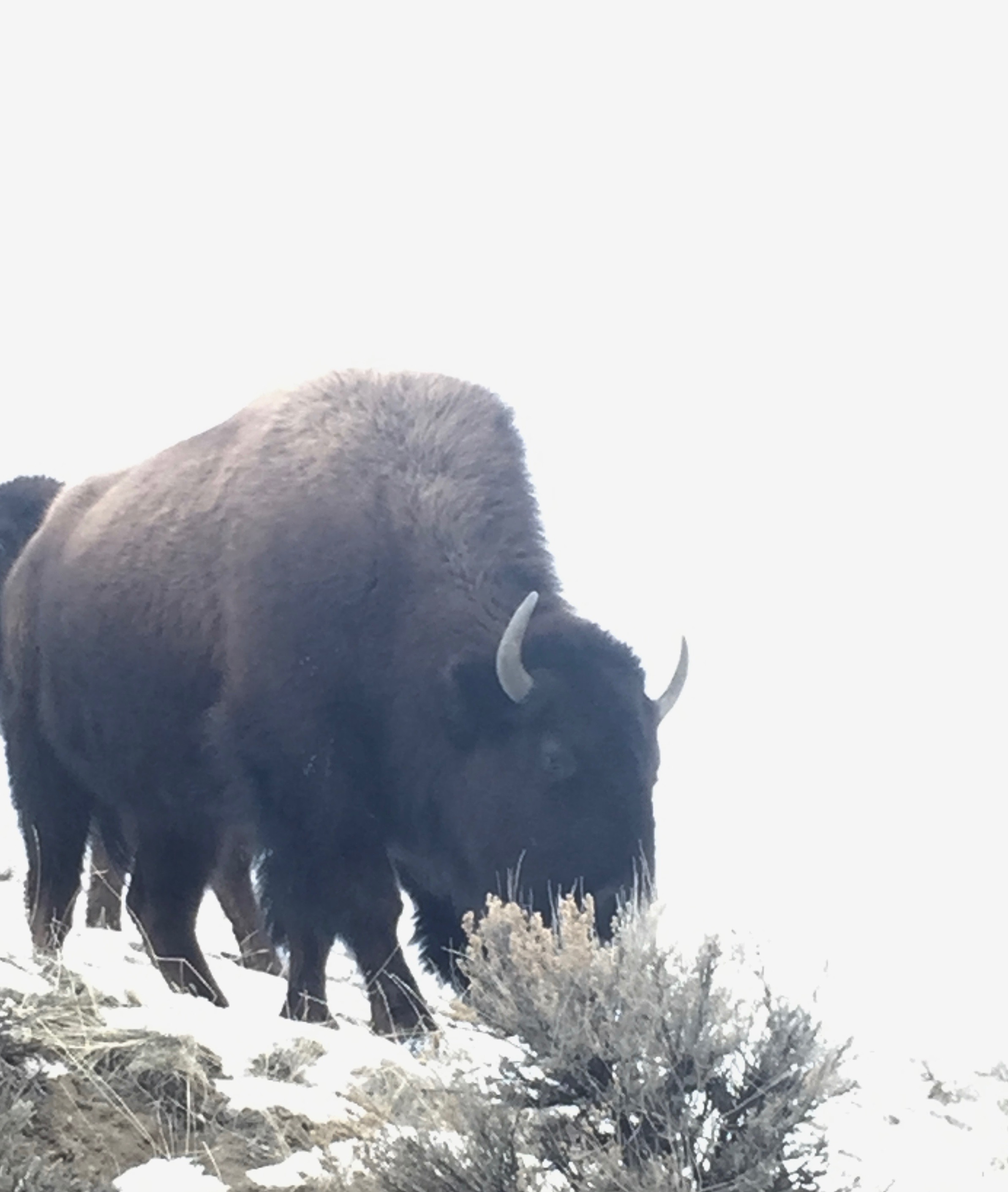 Bison