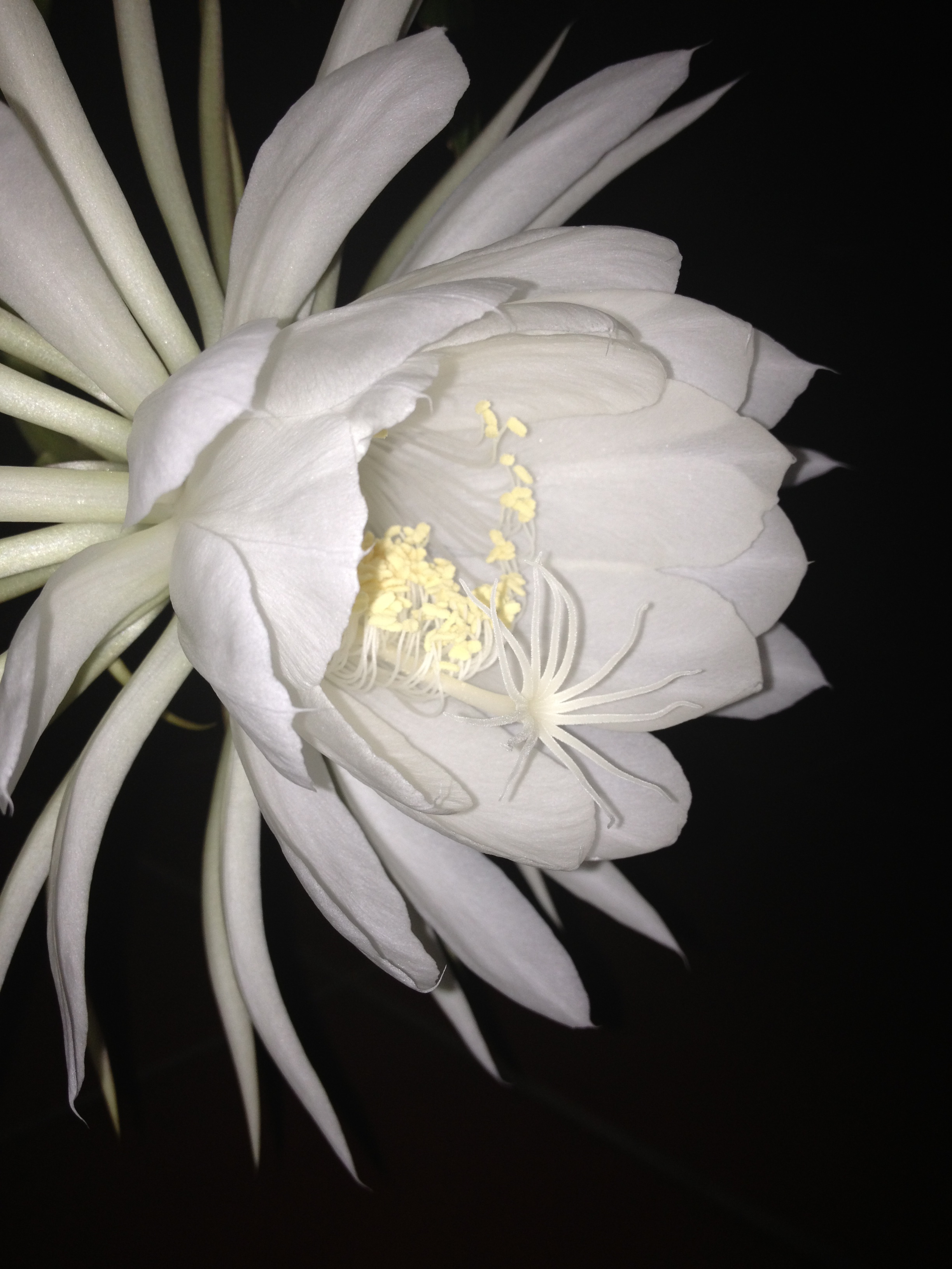 Botanical genus-epiphyllum oxypetallum, night blooming cereus