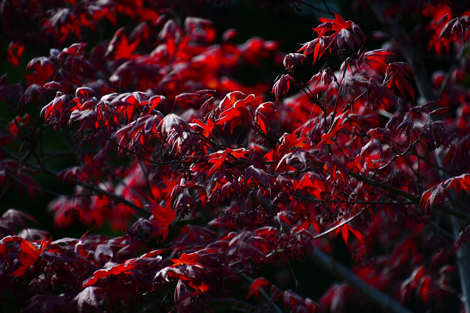 Emergency Alert — G V L A