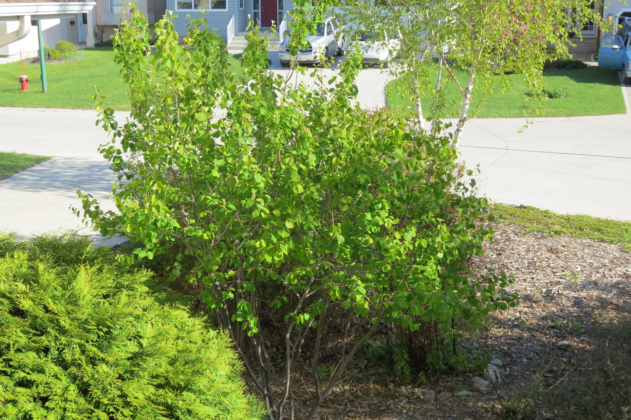 One of our saskatoon bushes.