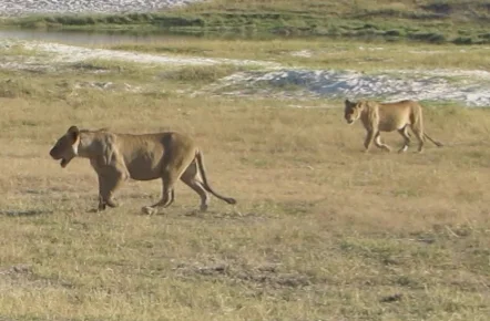 lions2.jpg