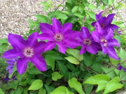 Clematis are a creeping, flowering vine great for a trellis or arbor. These flowers are about 5 inches (13 cm) wide! we have two varieties in the front yard.