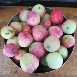 Just what I picked to share yesterday. Needless to say I didn't buy any fruit at the grocery store last Friday.