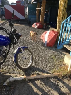 Our local dive shop's greeter and resident mascot. She enjoys visitors, especially those who take a minute to give her a good ear scratch.