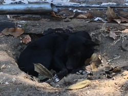 Puppy cooling herself in her "dugout" at the local carwash. She did come out for a little affection from Mr. F2P later on in the AM.