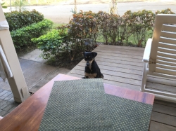 That's as pushy as they get. Two feet from the table and not a peep. We even had one sleep outside our hotel room door for a while. I guess she took a liking to us.
