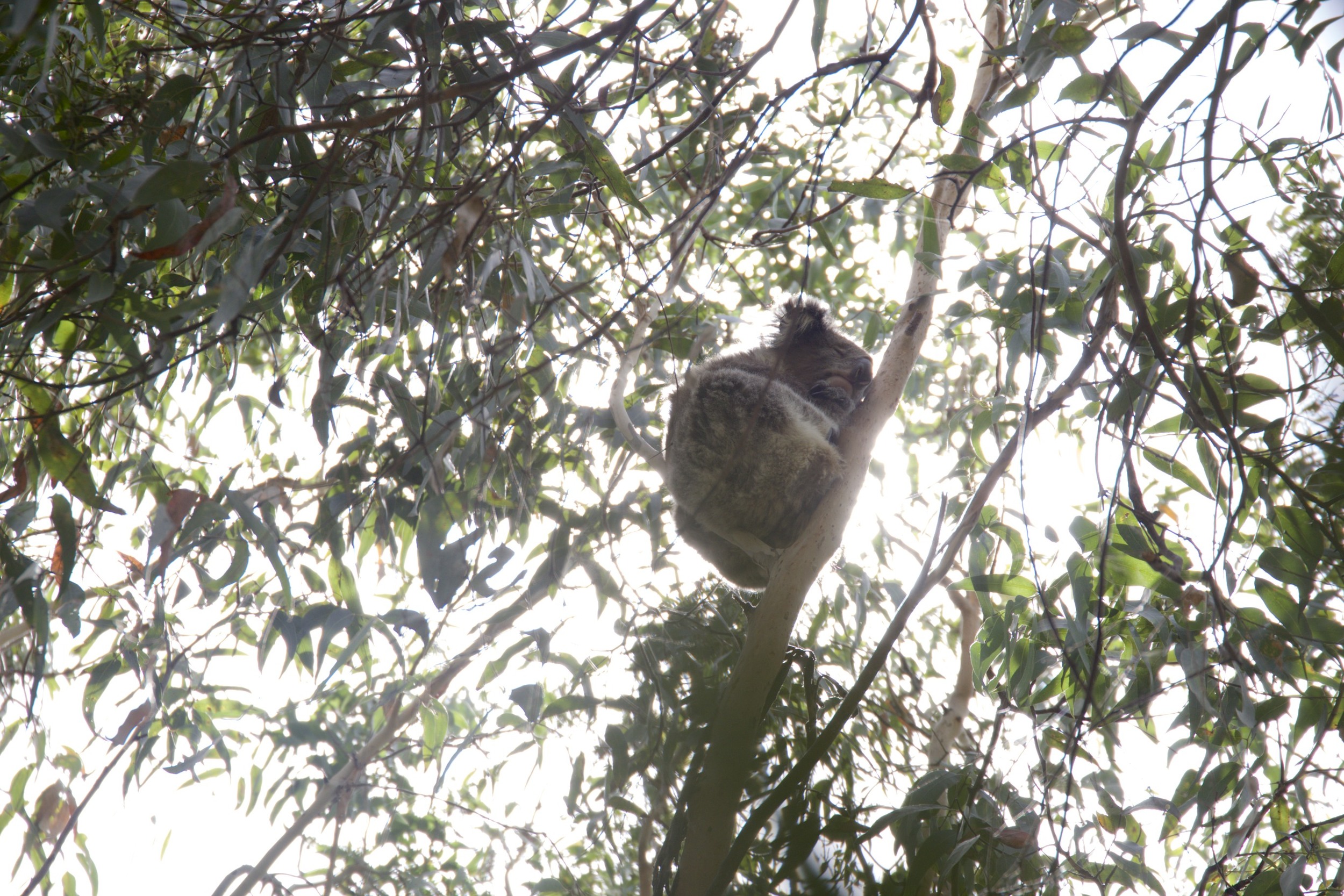 wild Koalas doing what they do - sleeping in trees.