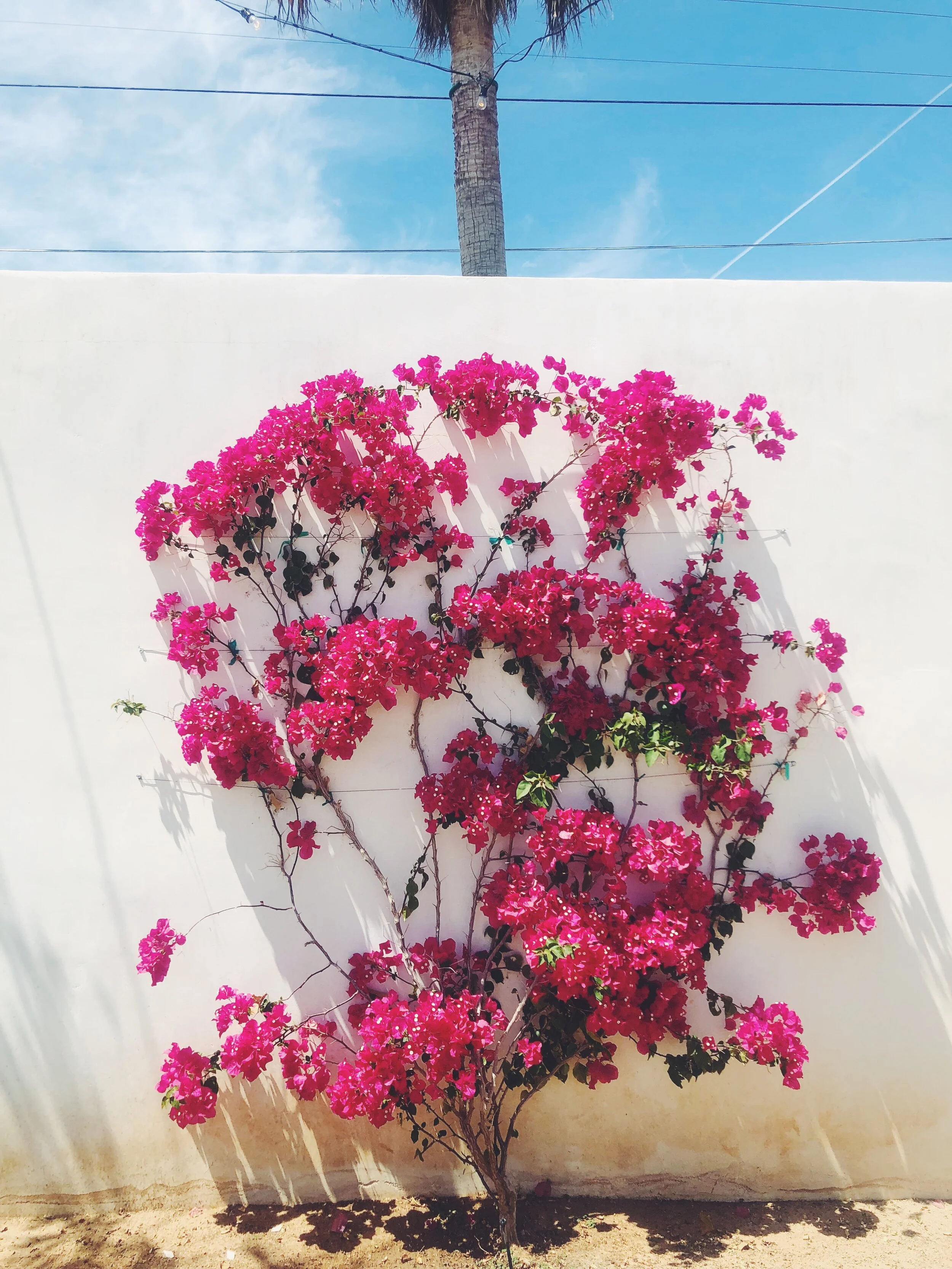 Coachella Flowers