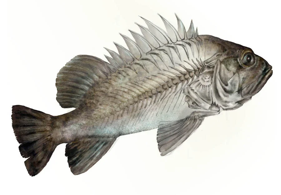 Rockfish digital painting with skeletal overlay