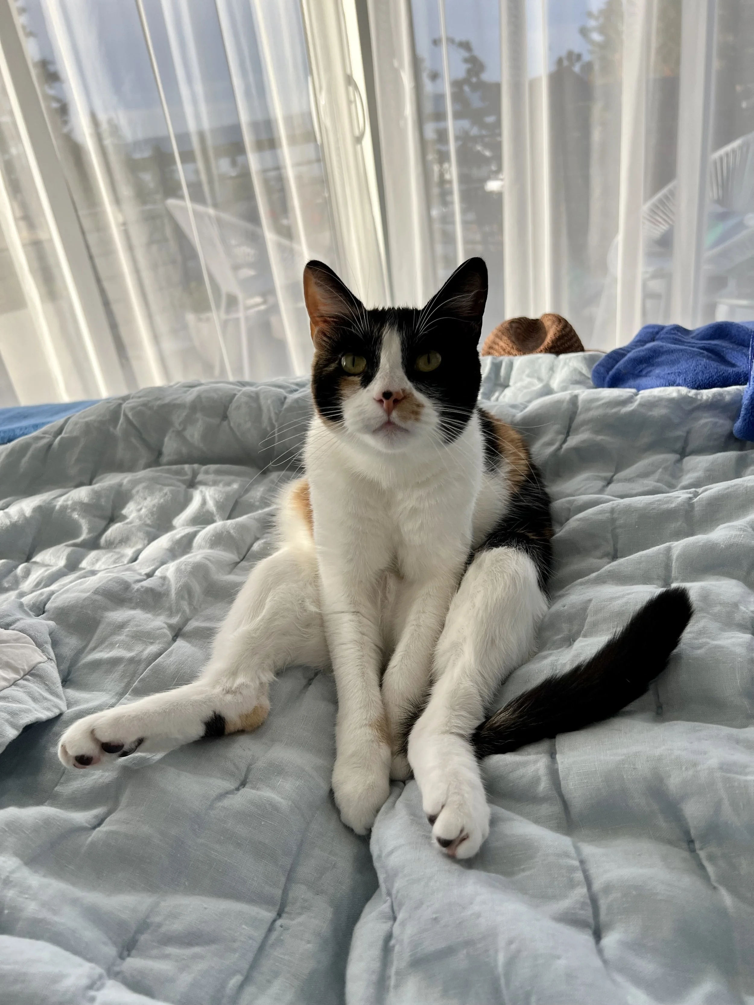 SteveAngeles_Otto.jpg