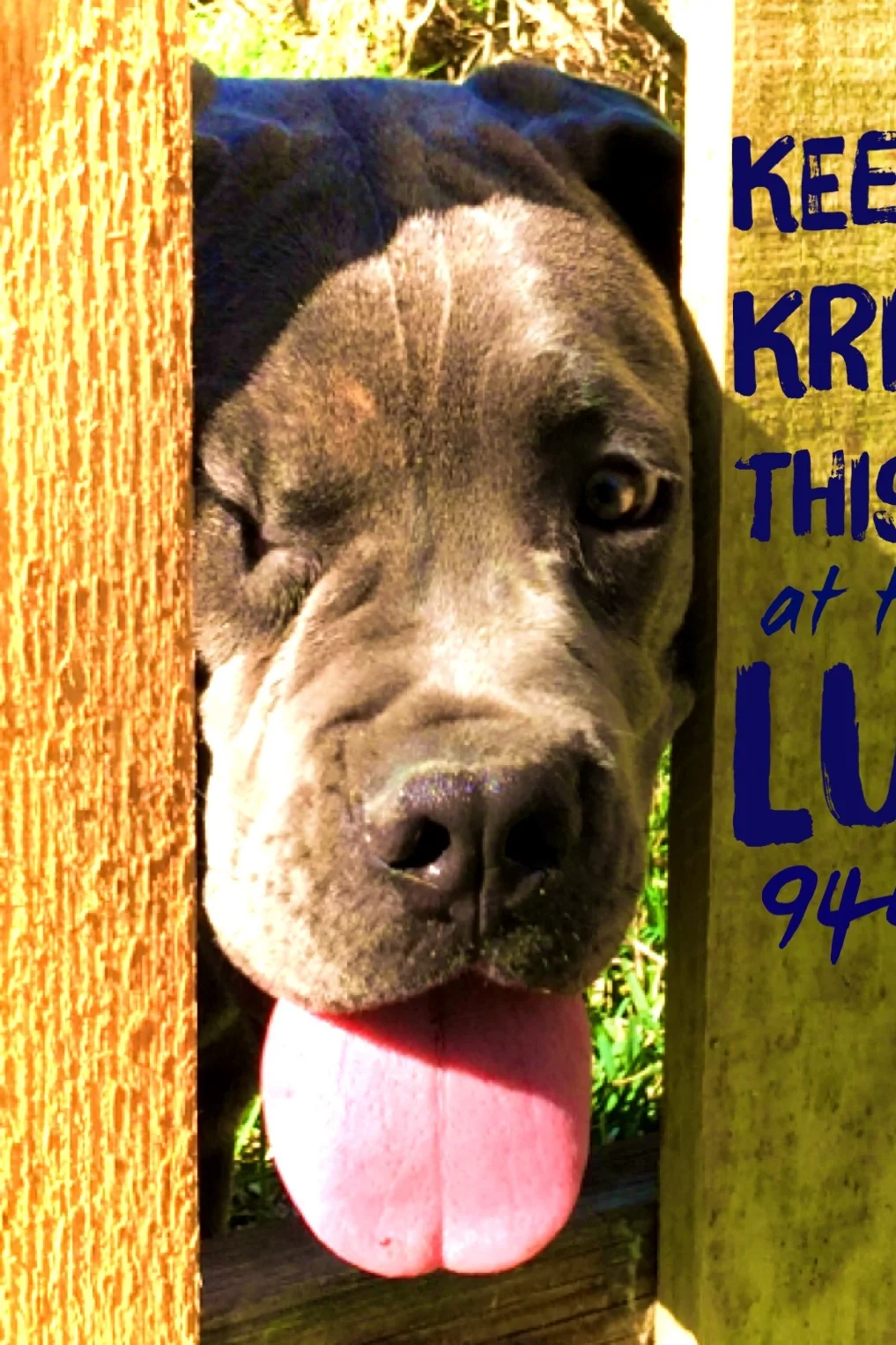 Lucky Dog this Saturday night!