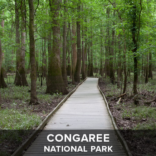 thumb_Congaree.jpg