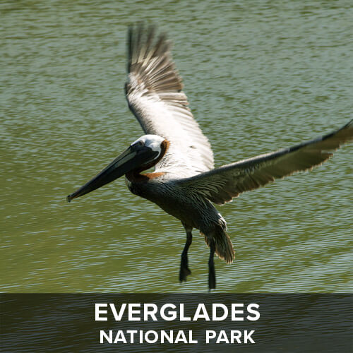 thumb_Everglades.jpg