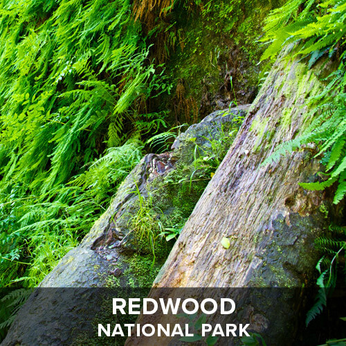 thumb_Redwood.jpg