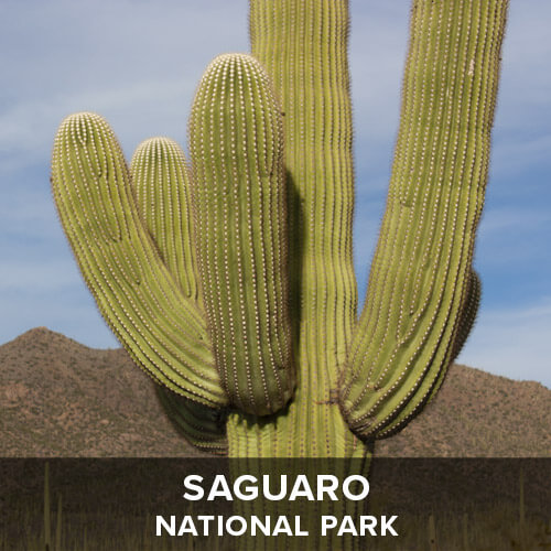 thumb_Saguaro.jpg
