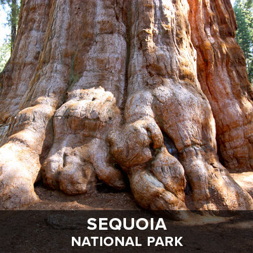 thumb_Sequoia.jpg