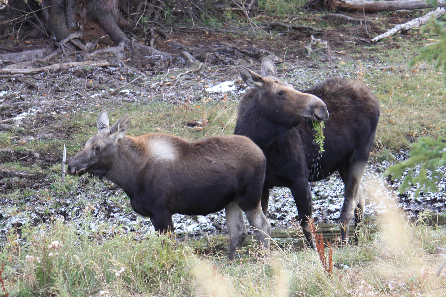 _banner_0035_grandteton.jpg